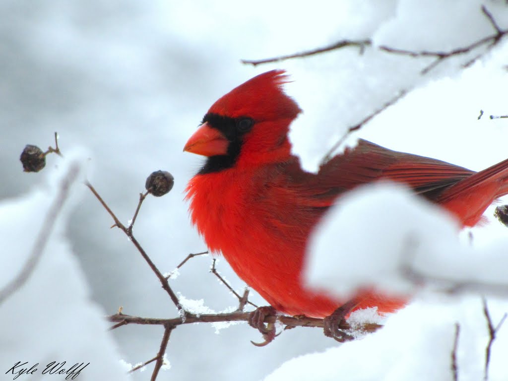 Snow Cardinal Northern Versus