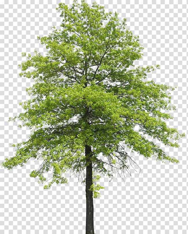 Tree Plant Shrub Nature Transpiration Arboles Green Leafed