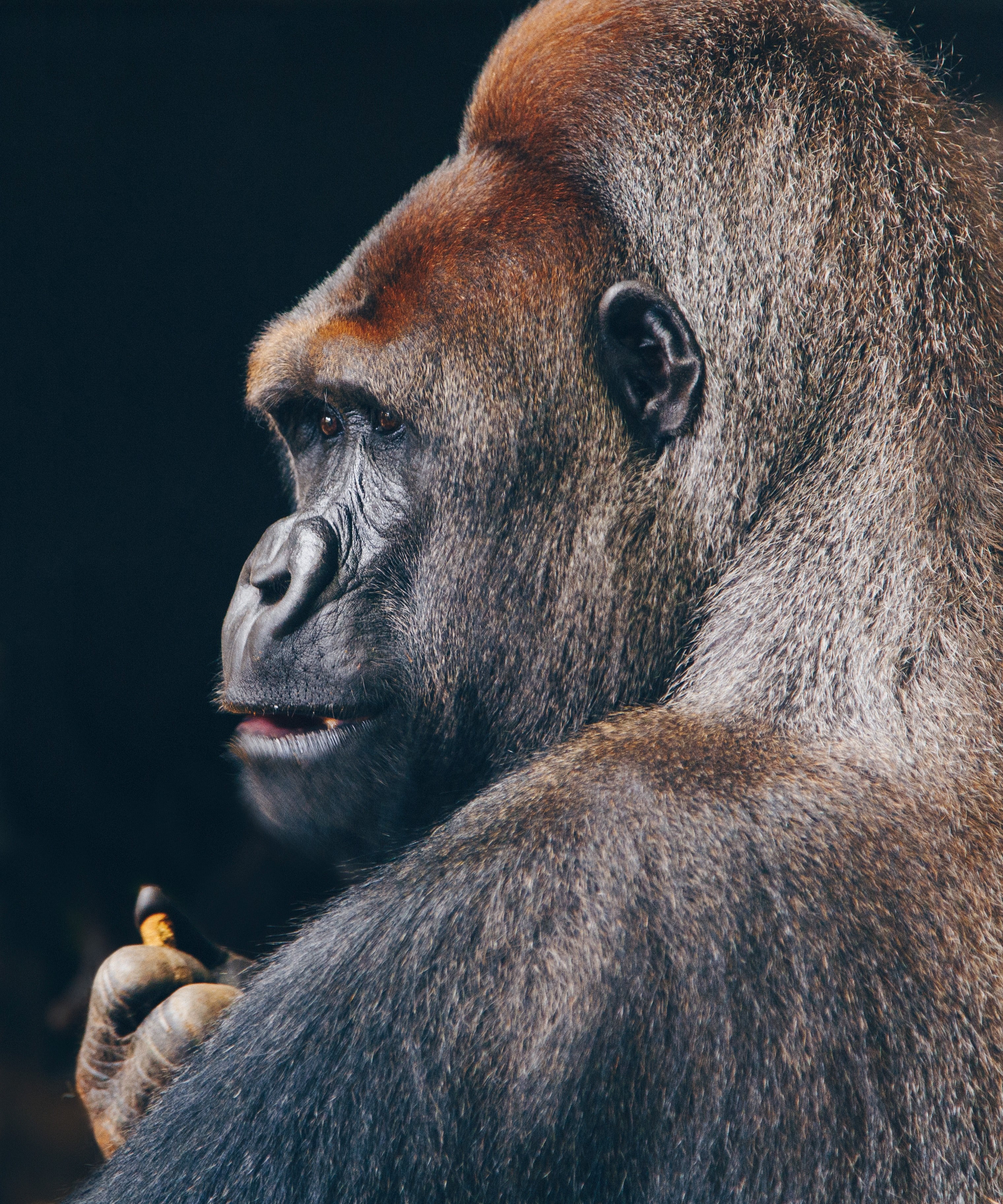 Silverback Gorilla Wallpaper And Background