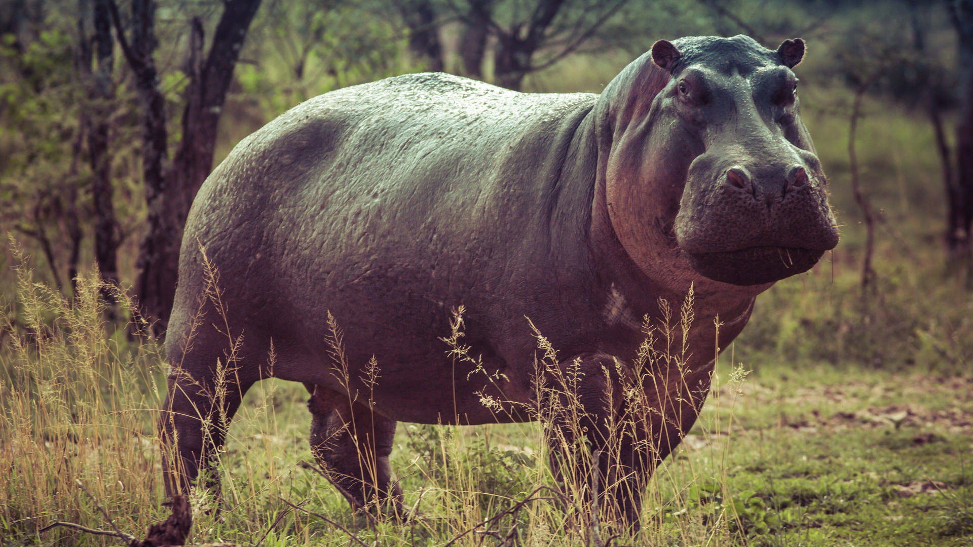 Hippopotamus Fmlvm3mz64r07ce2 Wallpaper