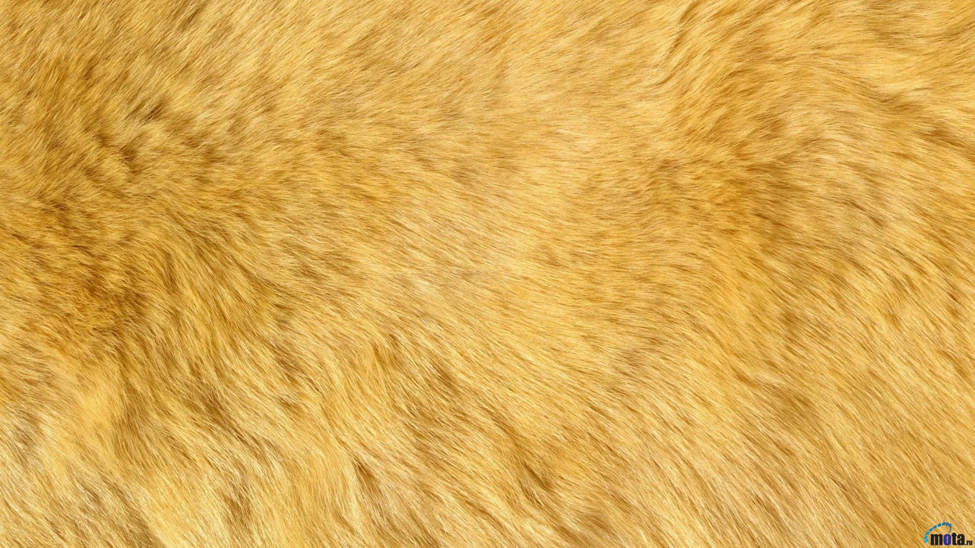 Wallpaper Natural Animal Fur X HDtv 1080p