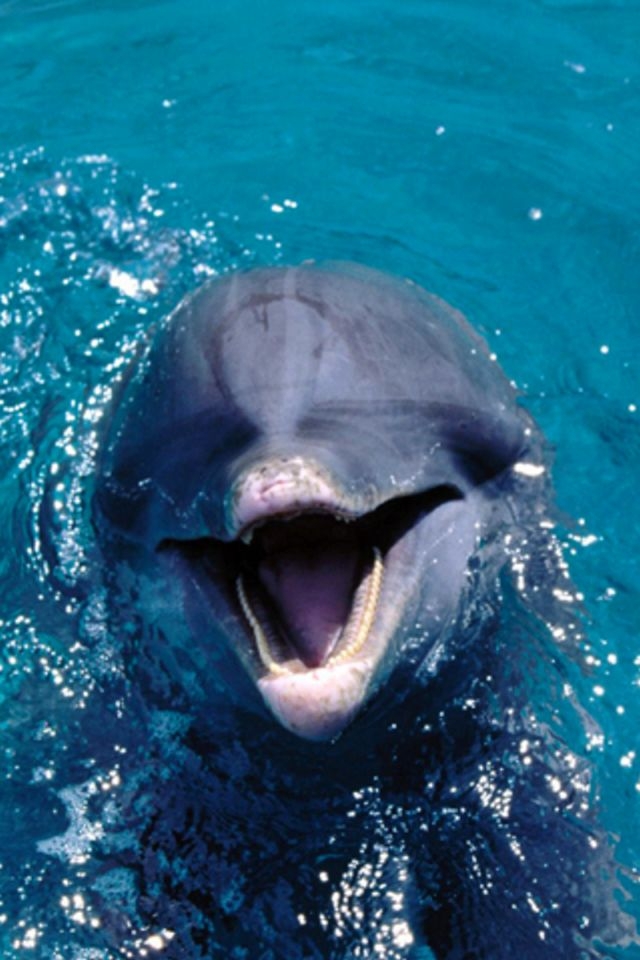 Dolphin iPhone HD Wallpaper
