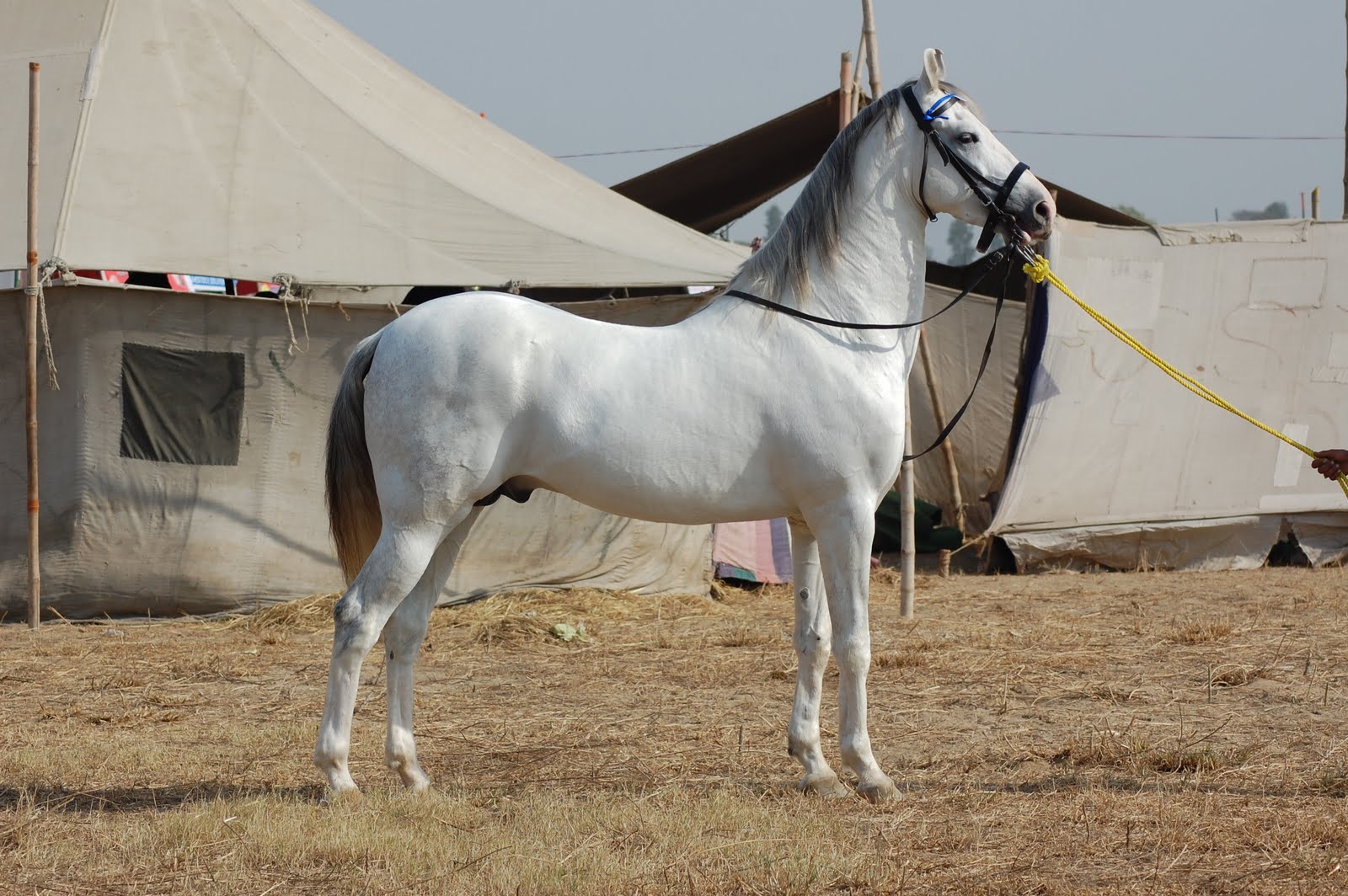 Horse Riding Either Near Tojodhpur Or Udaipur On Indian Finest