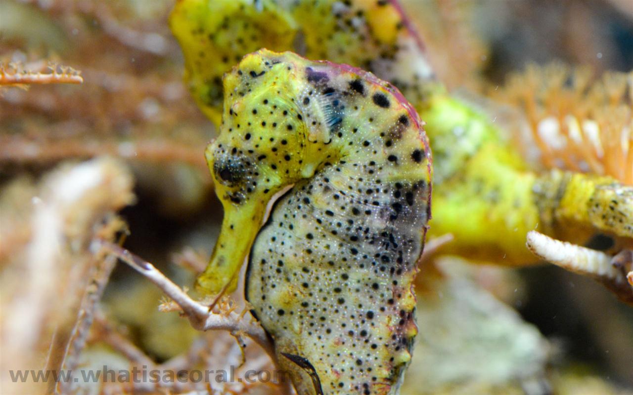 Hippocampus Kuda En Spotted Seahorse Yellow De