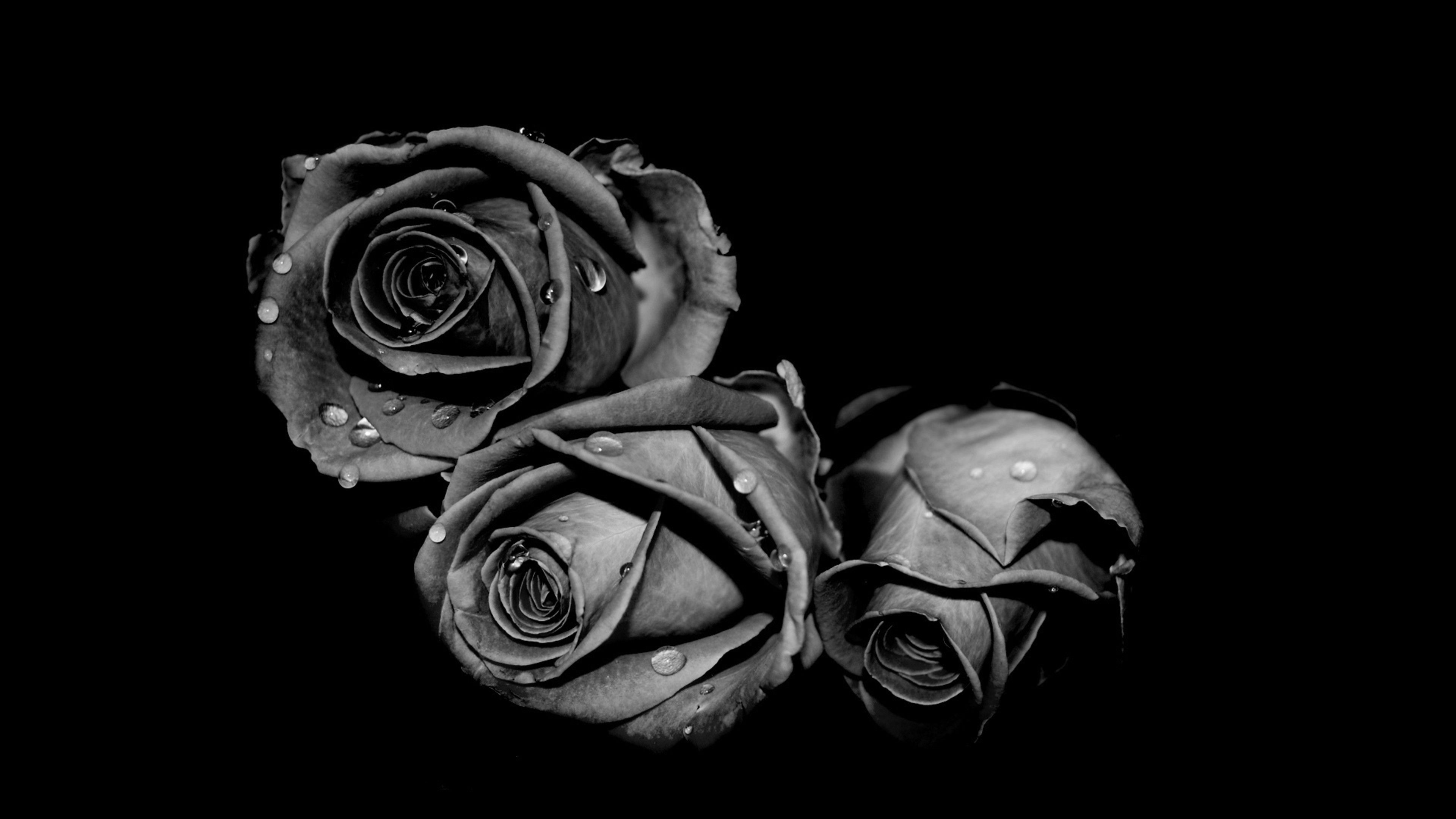 Black Rose 4k Background Picture Image