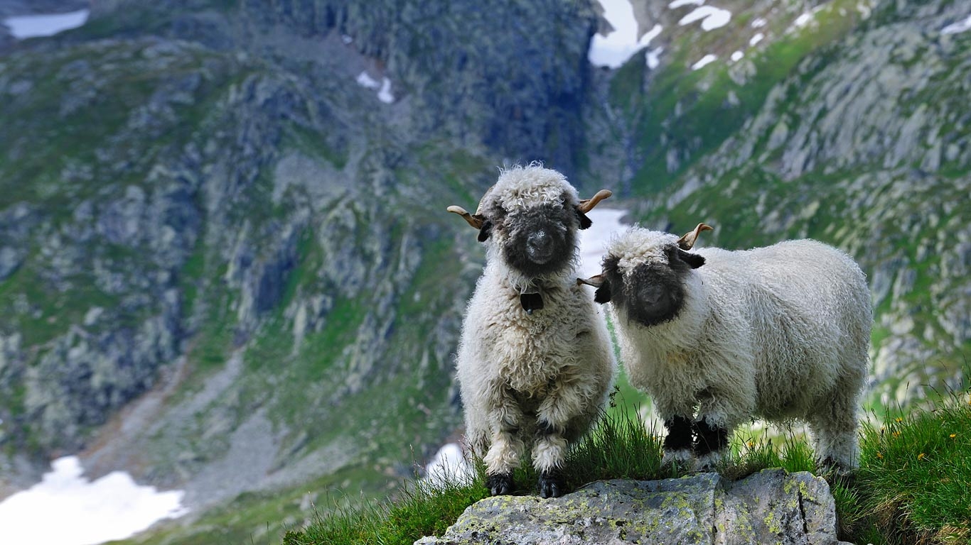 Nexus Wallpaper Valais Blacknose Sheep In Switzerland