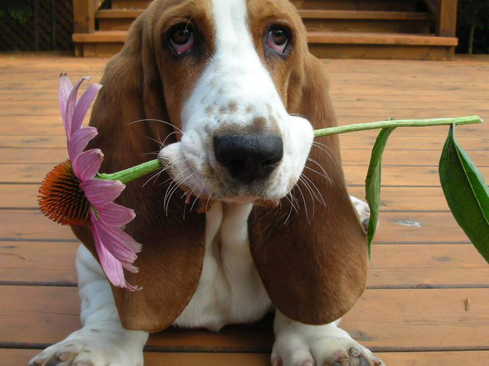 Basset Hound Dog Biting A Flower Puppies Wallpaper