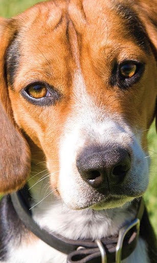 Beagles Wallpaper And Background Application With Beautiful High