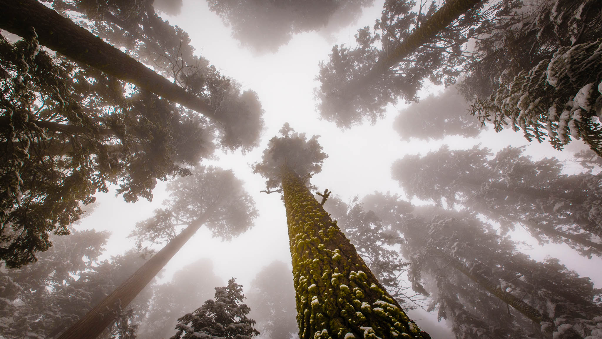 Endless Tree Tops Sequoia National Park Oc Beatnikhiway