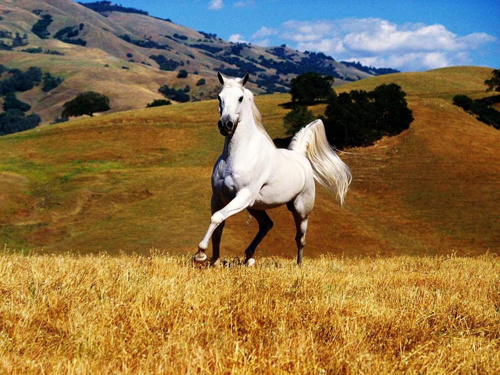 Free download Horse HD Wallpapers Horses HD Wallpapers Full HD ...