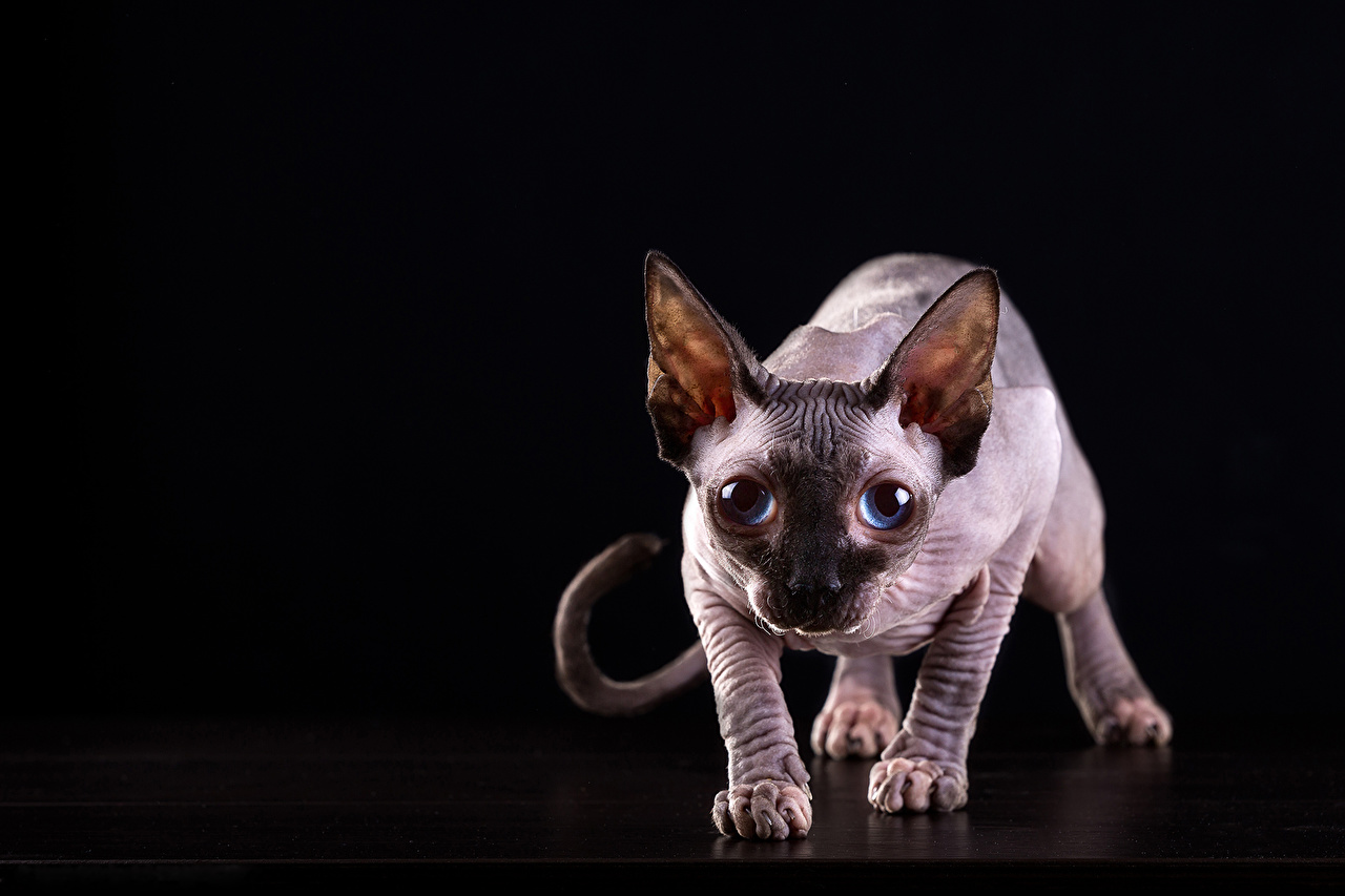 Photo Sphynx Cat Cats Glance Animals Black Background