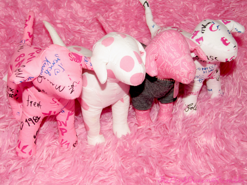 pink pink dog pink victorias secret victorias secret photography 500x375