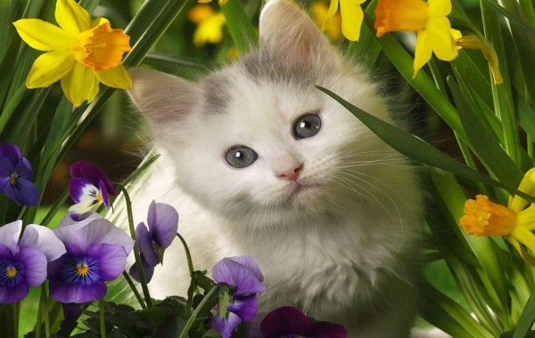 Kitten In The Spring Flowers Wallpaper 4k Ultra HD