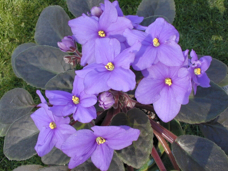 The African Violet Wallpaper