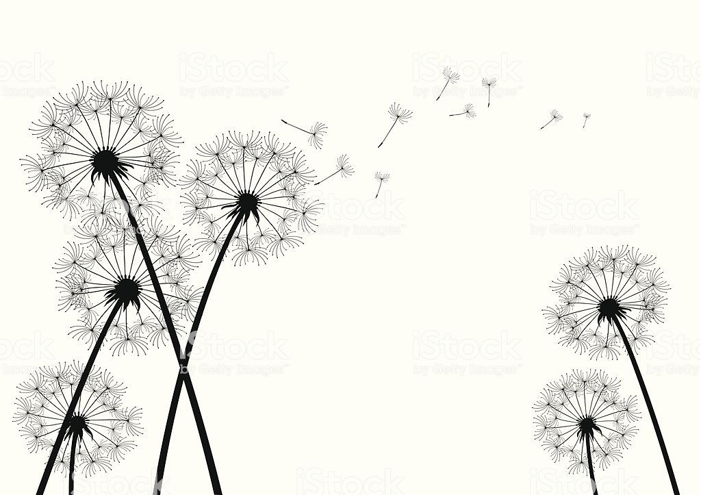 Black Vector Dandelions On White Background Art
