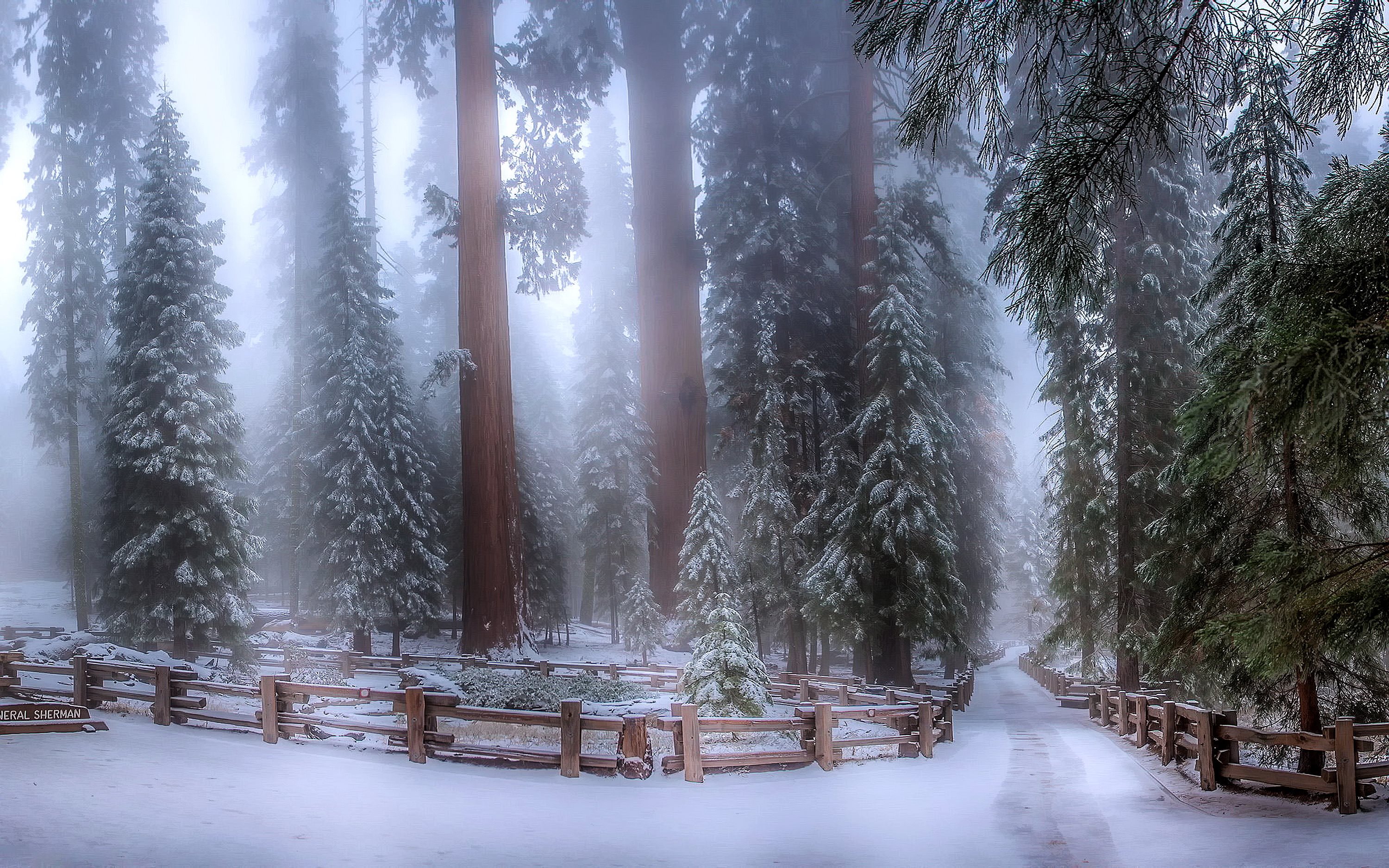 Fantasy Winter Forest Wallpaper Sequoia In Size