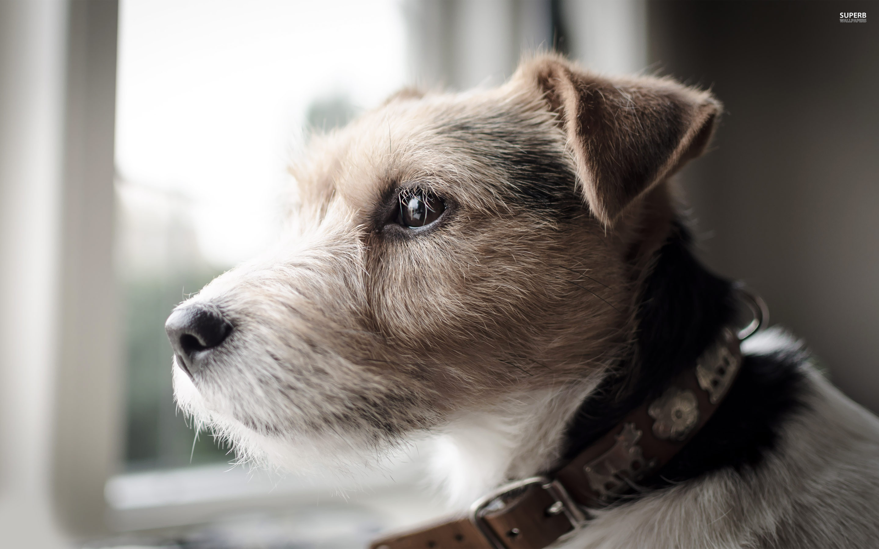 Photo Parson Russell Terrier HD Wallpaper