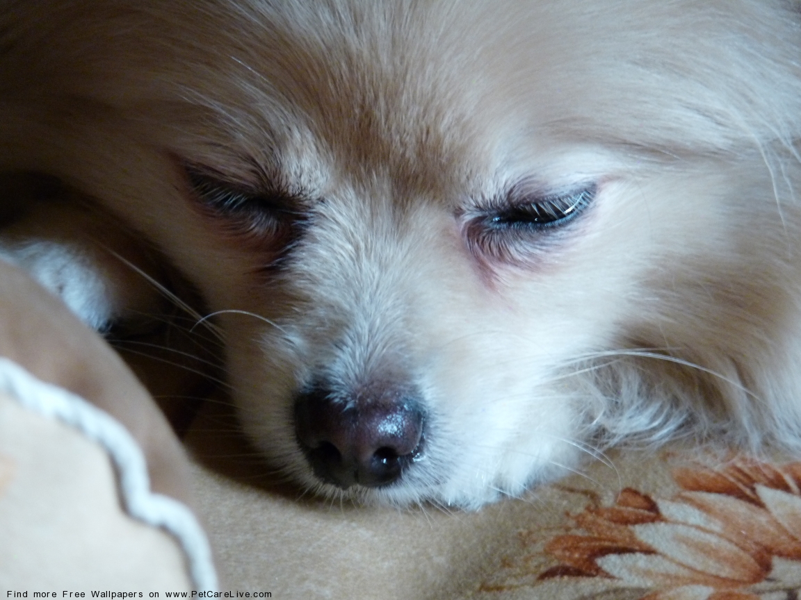 The Pomeranian Dog Desktop Wallpaper Pictures For Pc Mac