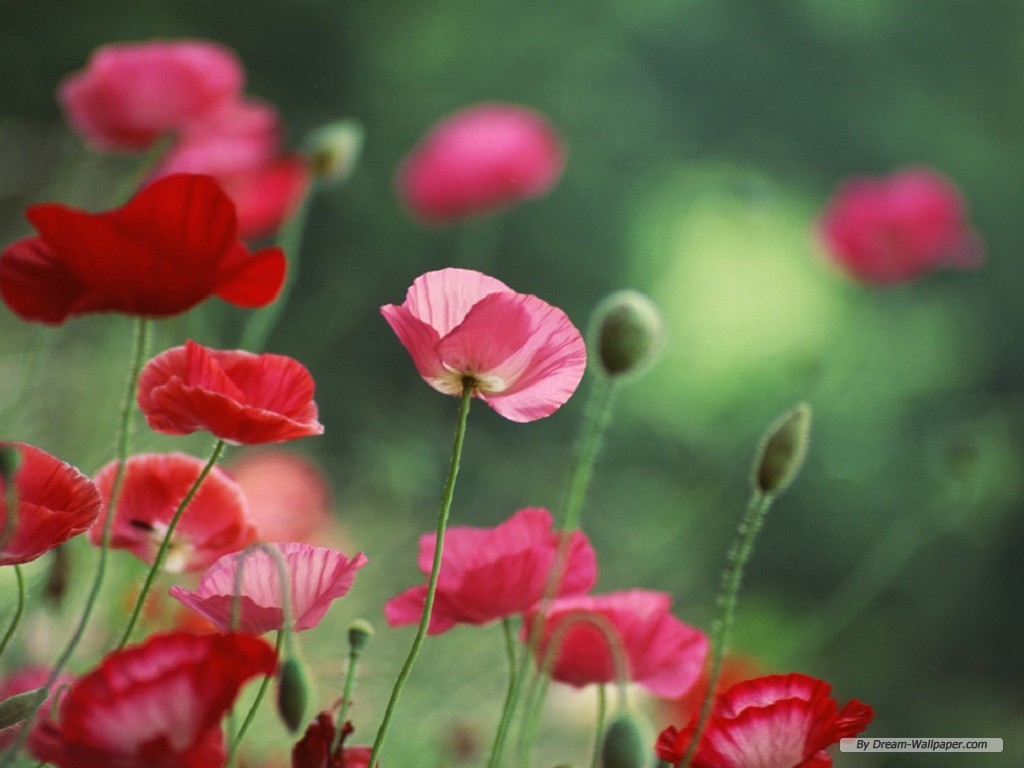 Flower Wallpaper Poppy