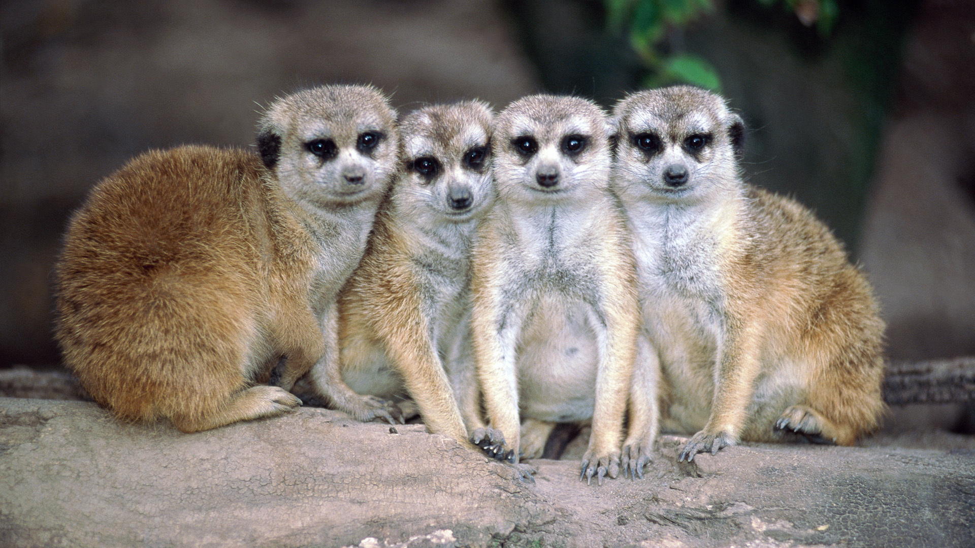 Cute Meerkats Windows Animals Theme And Wallpaper All For