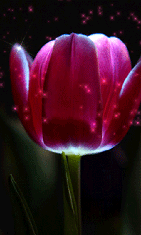 cute moving pictures gif pink flower cell phone wallpaper