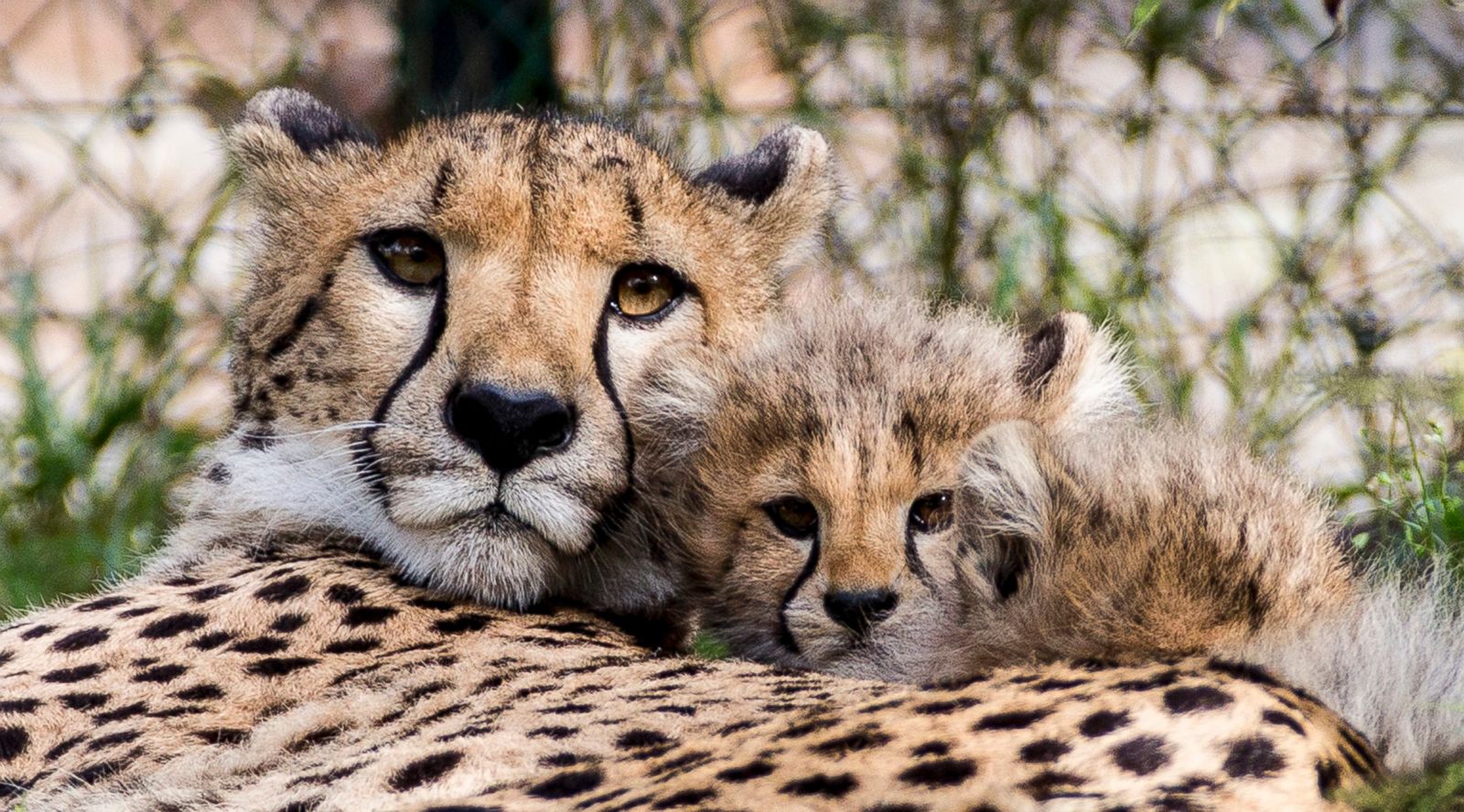 Baby Cheetah Wallpaper Animals