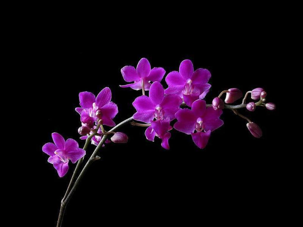 Flower Orchid Wallpaper Cool