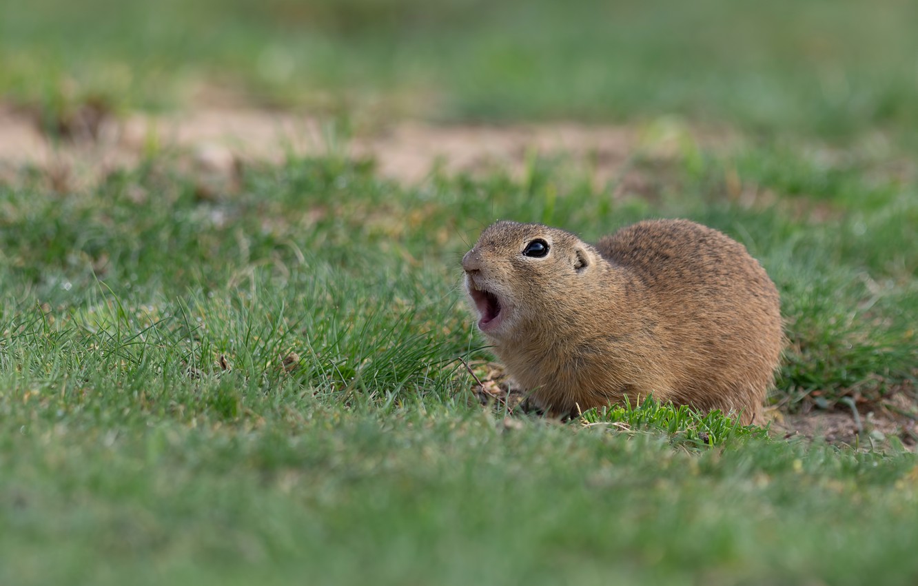 Wallpaper Greens Grass Pose Glade Mouth Gopher Image For