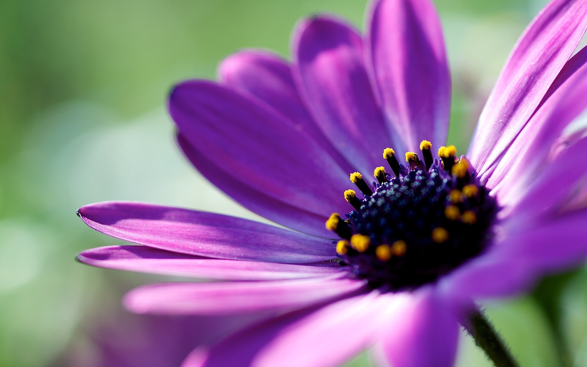 Purple Flower Best HD Wallpaper