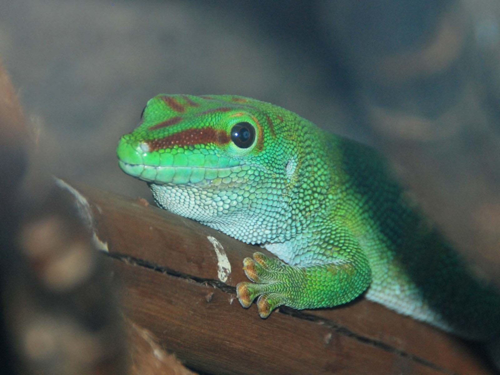 The Online Zoo Madagascar Day Gecko