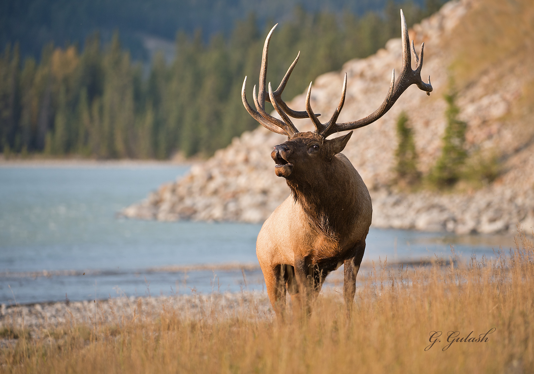 Garygulashnaturephotography Elk Bull 35 Html