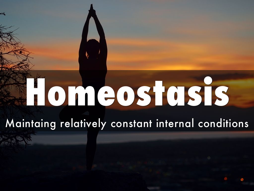 Homeostasis By Amyszc