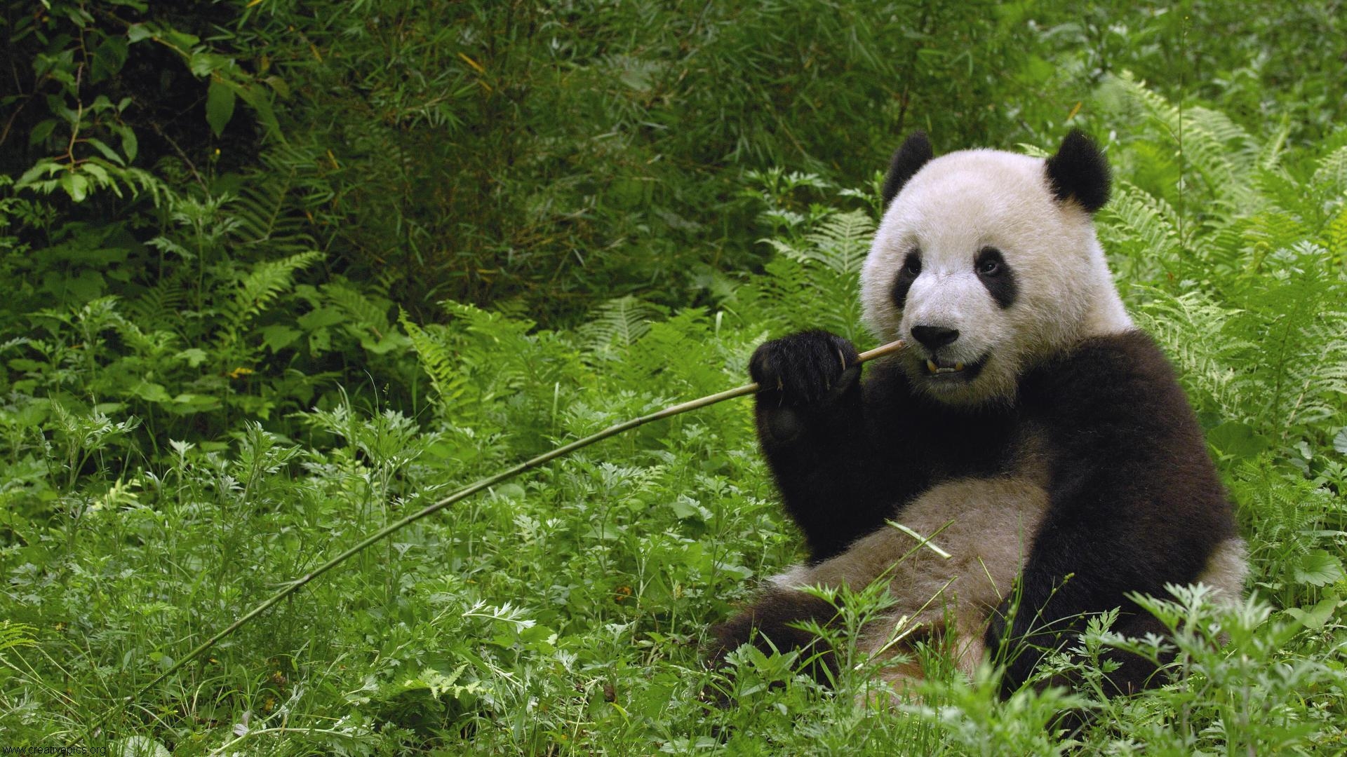 Giant Panda Eating Bamboo Wolong Reserve Sichuan Province China HD