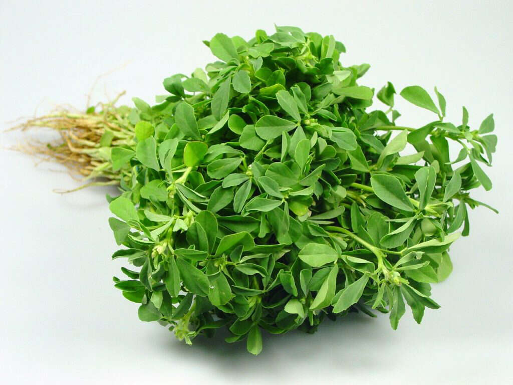 Fenugreek Wallpaper