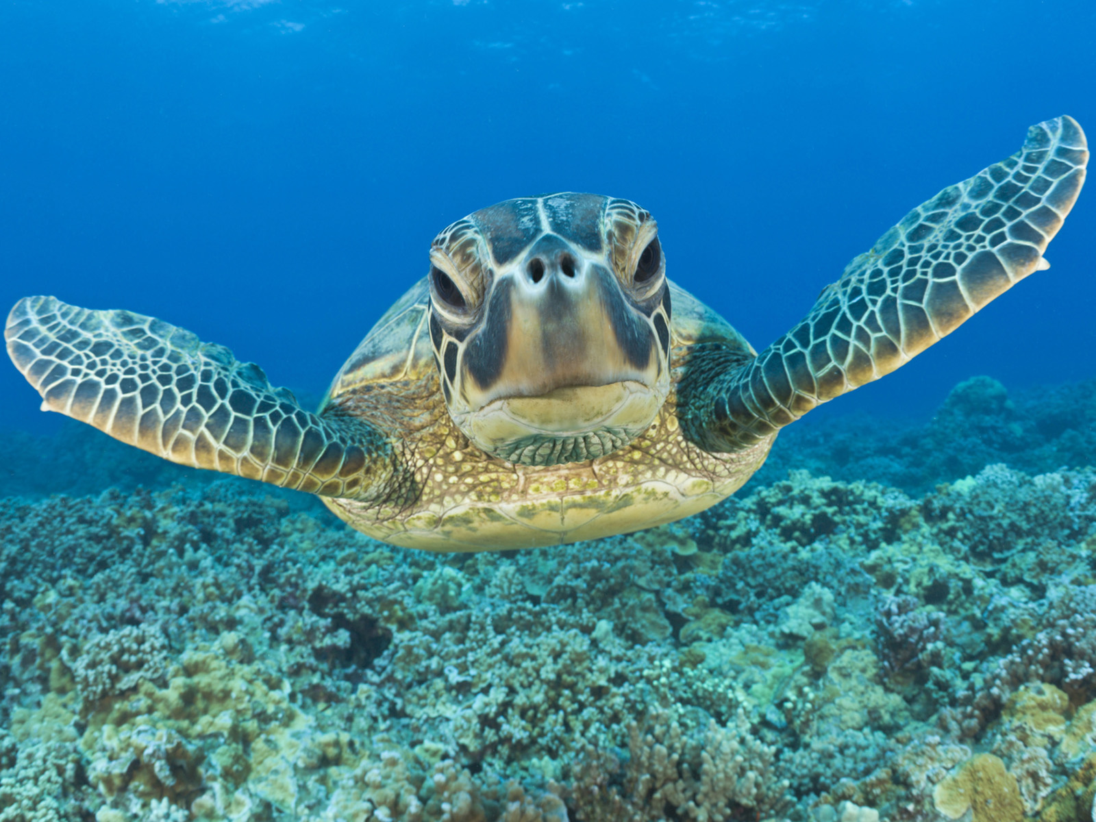 Green Sea Turtle Swimming Wallpaper