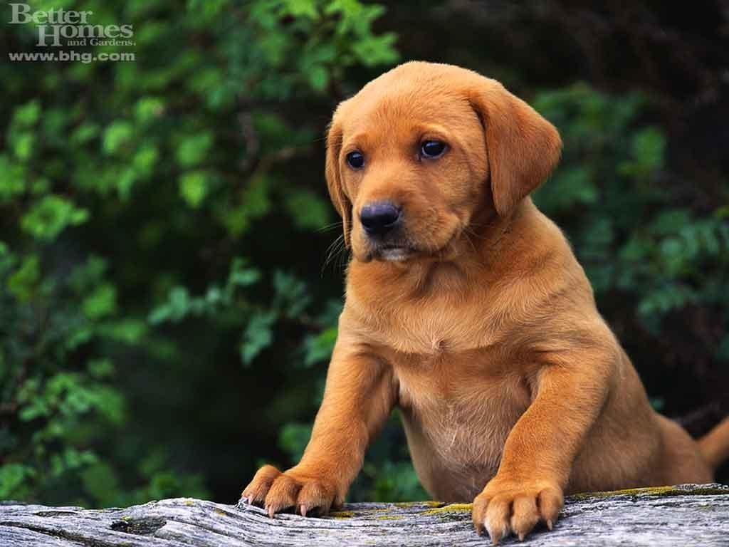 Cute Puppy Puppies Wallpaper