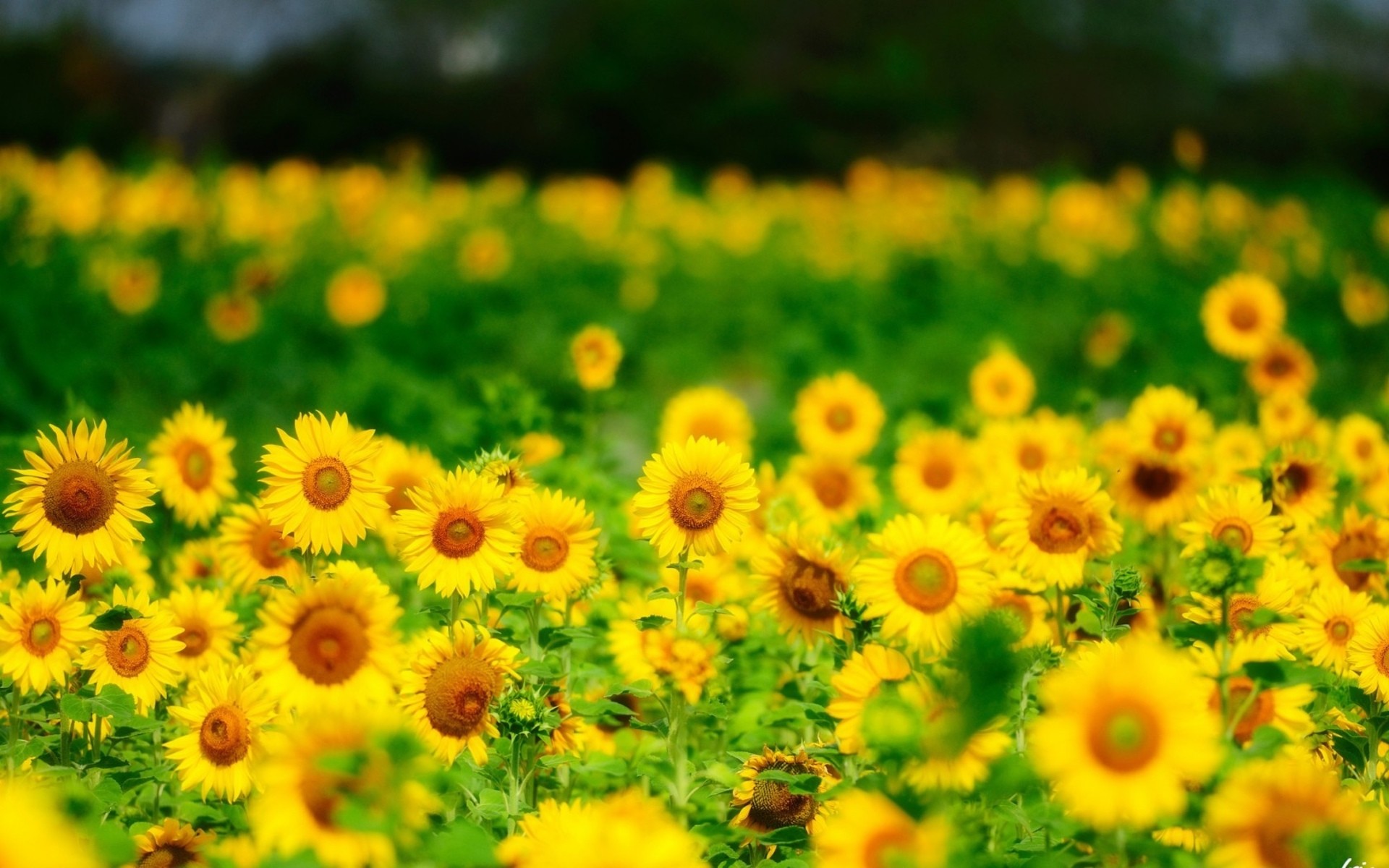Sunflowers Yellow Flowers Summer Nature Wallpaper HD For iPhone
