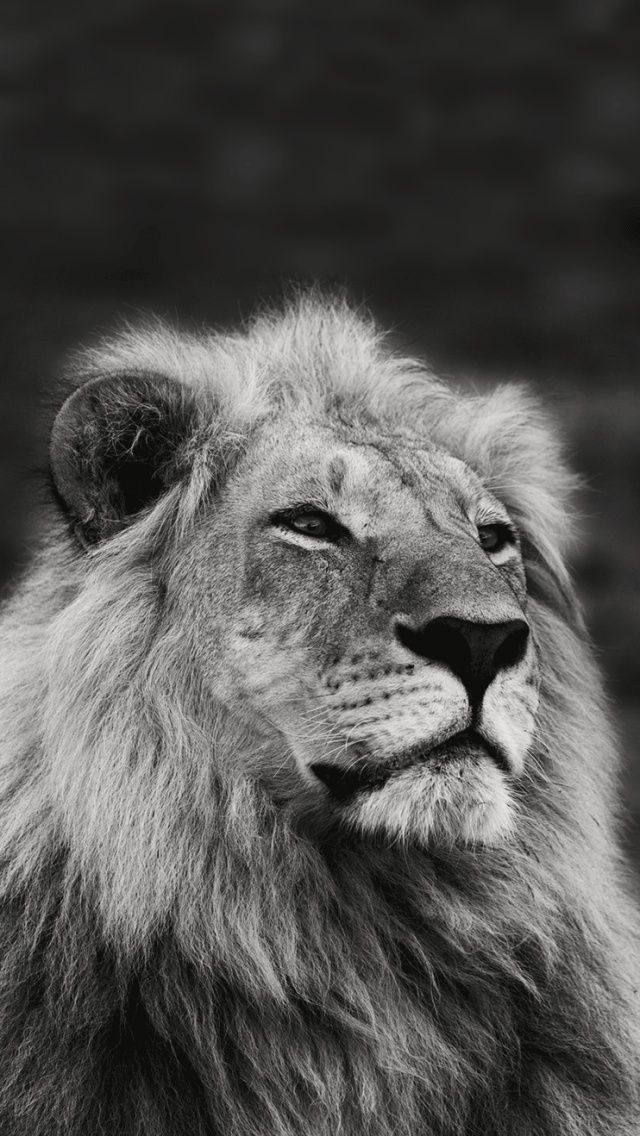 Roar Png Mobile9 Black And White Lion Animal Wallpaper