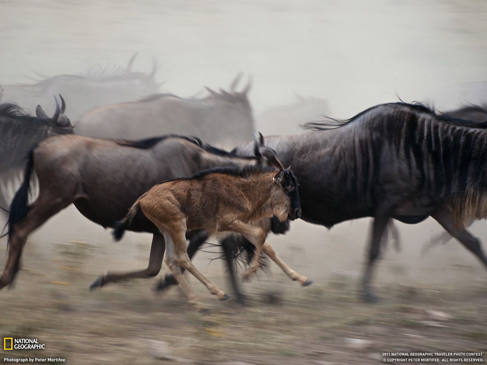A herd of wildebeest running across a dusty plain, including a young calf in the center of the frame
