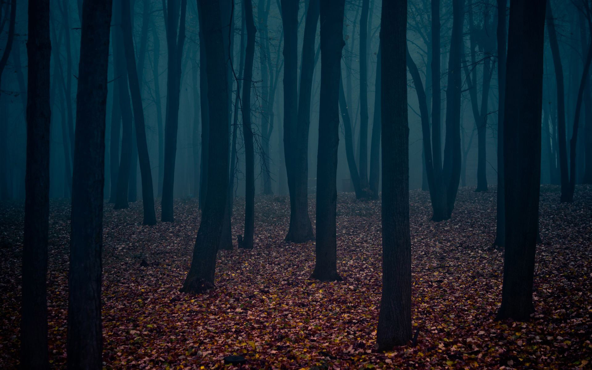 Dark Forest The Art Mad Wallpapers 1920x1200