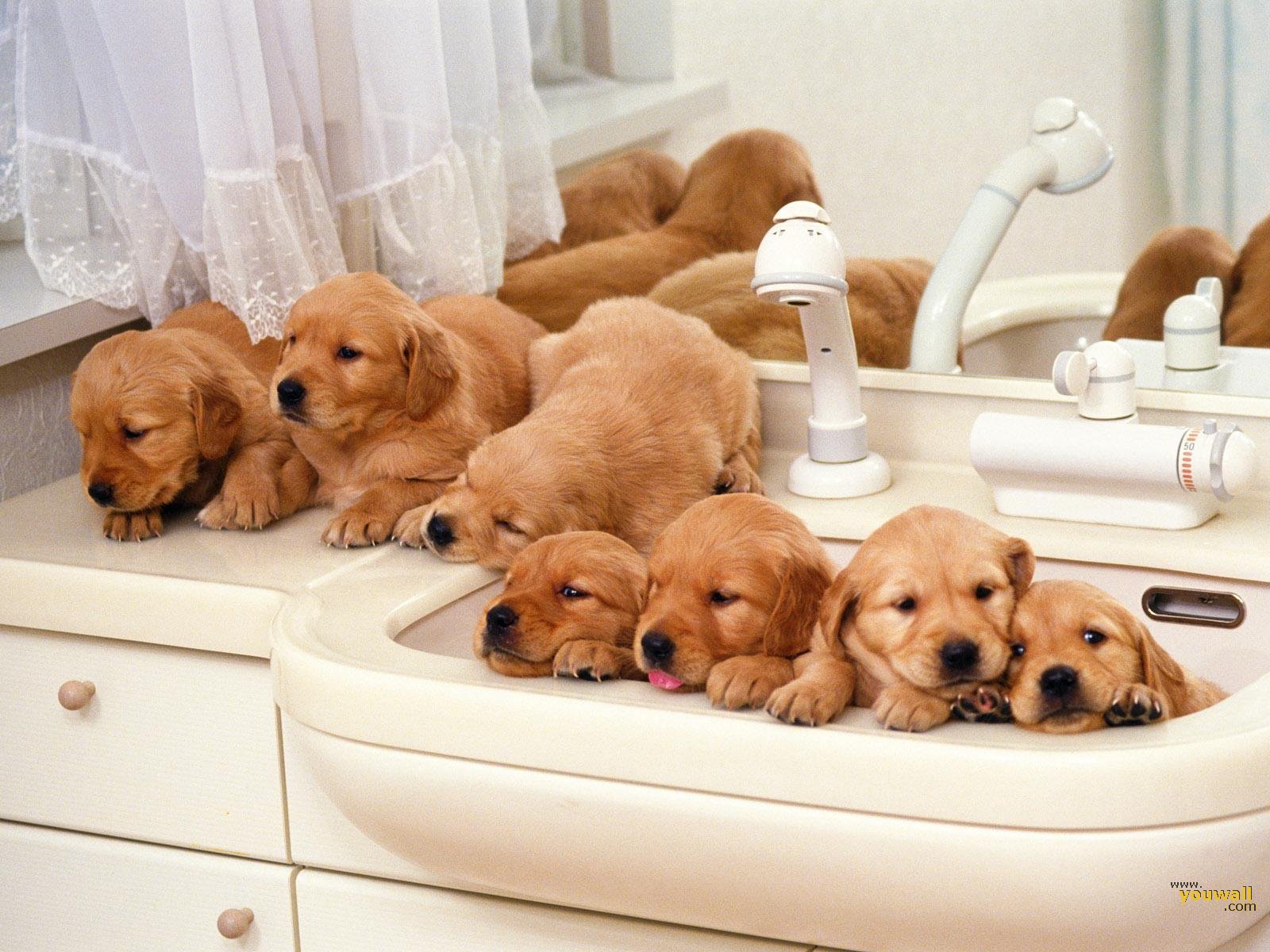 Cute Puppies Family Wallpaper