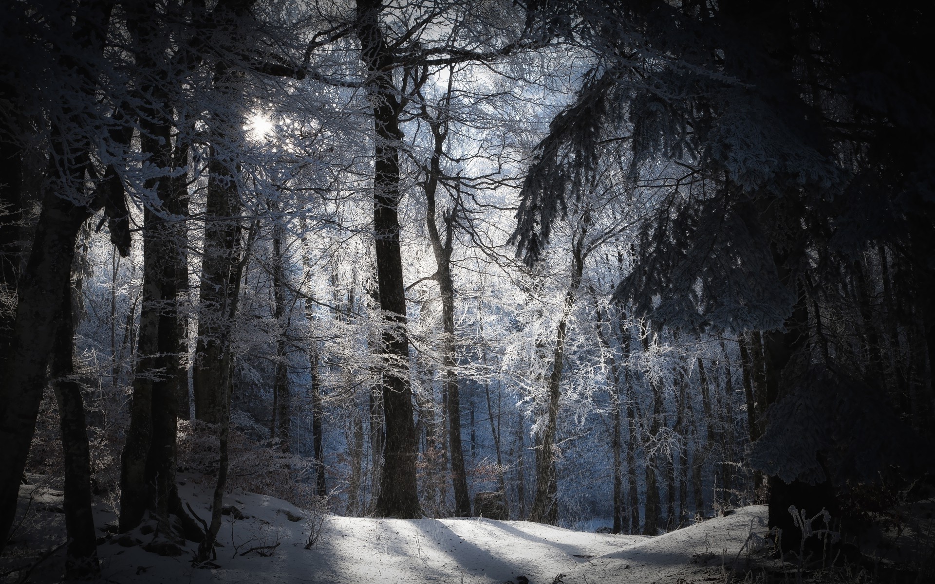 Forest Winter Wallpaper HD