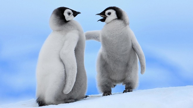 The Fluffiest Animals In World Lazy Penguins