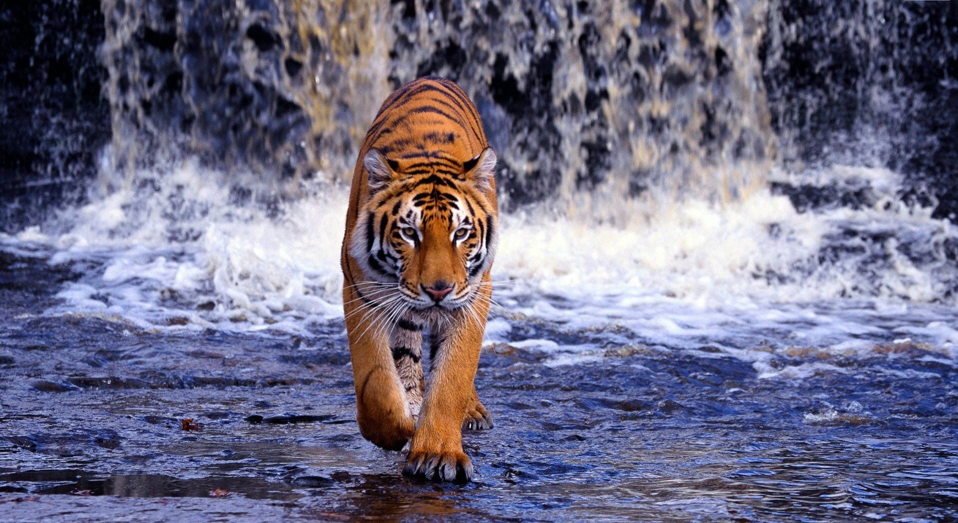Tiger Wallpaper HD