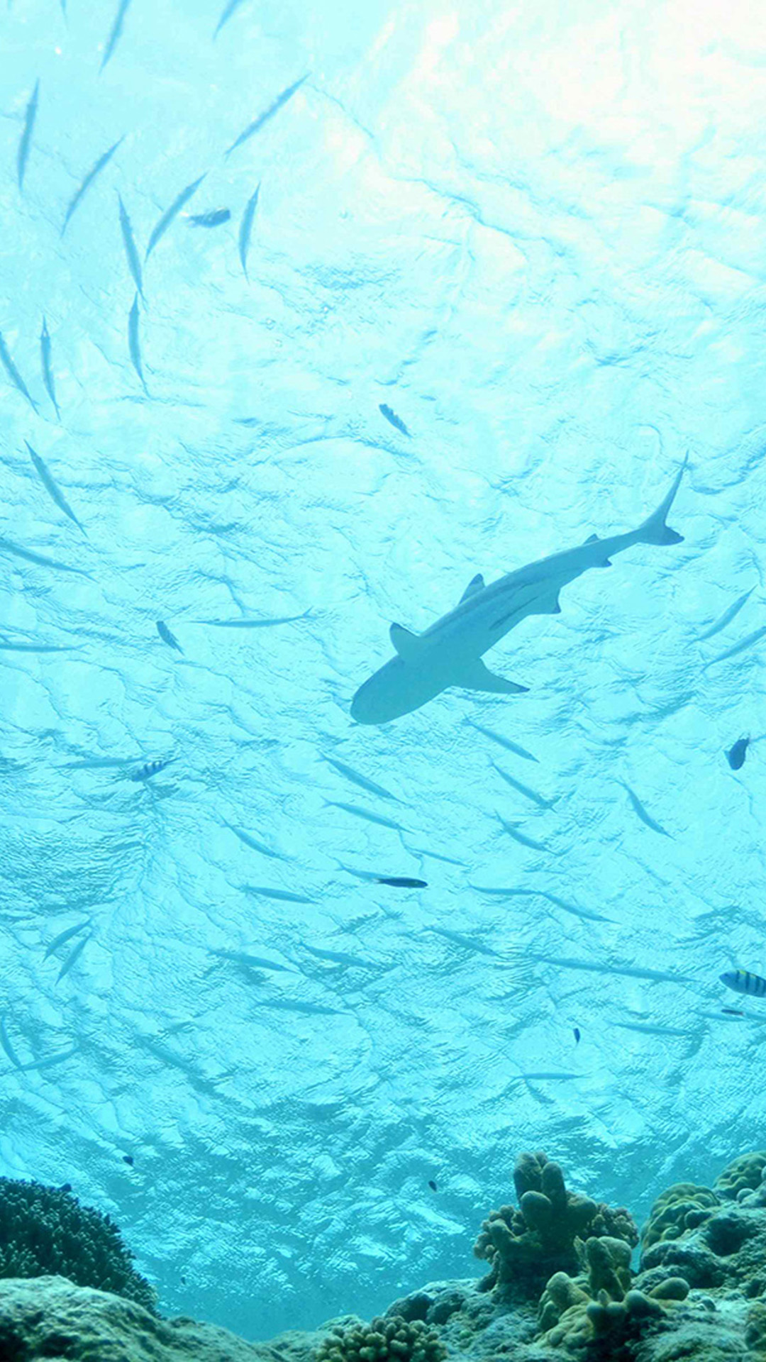 Sea Sharks Wallpaper For iPhone Plus