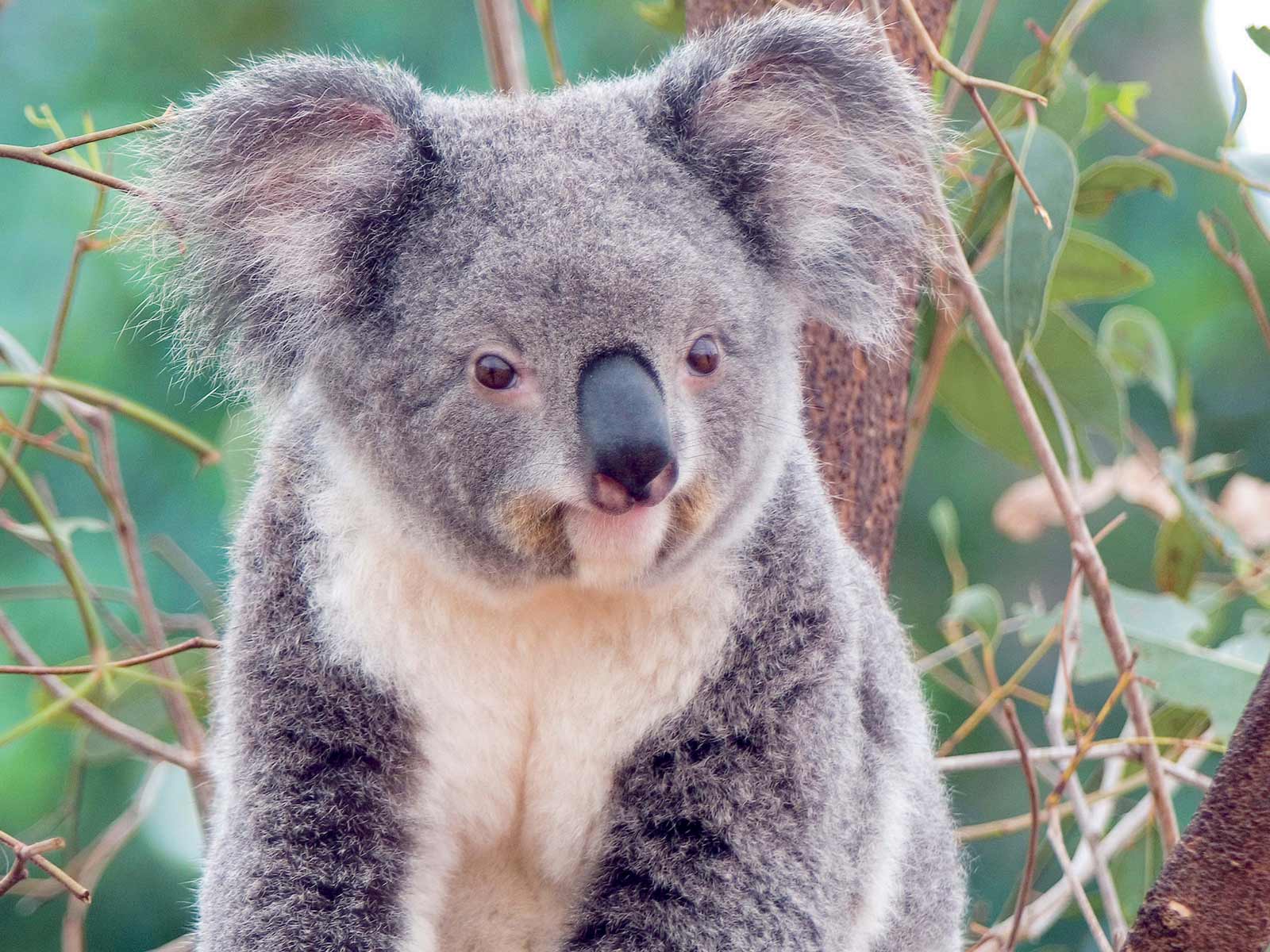 Kali Wallpaper Cute Koala Bear HD