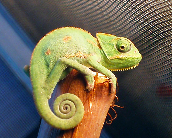 Veiled Chameleon By Toriroz