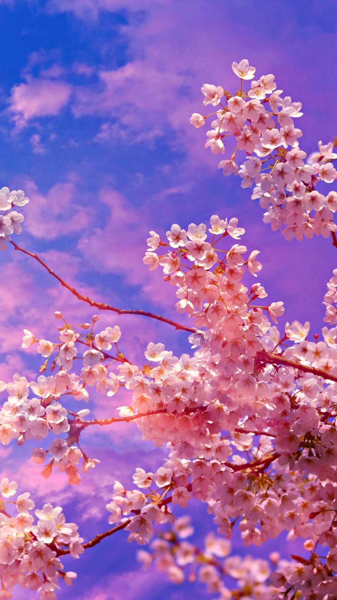 Anime Cherry Blossom Wallpaper For iPhone And Android By Heidi Simmons