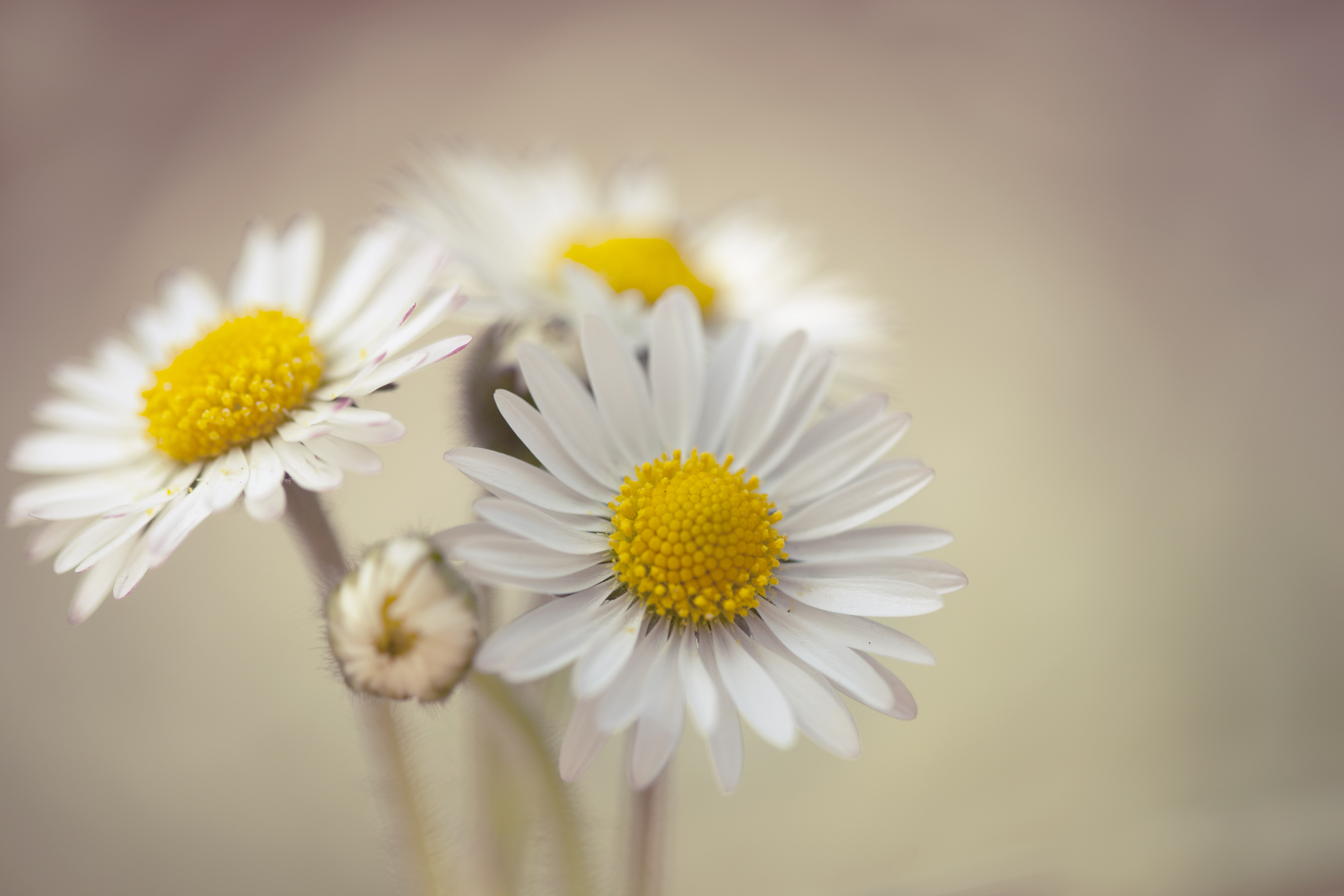 Radiant Daisies Wallpaper