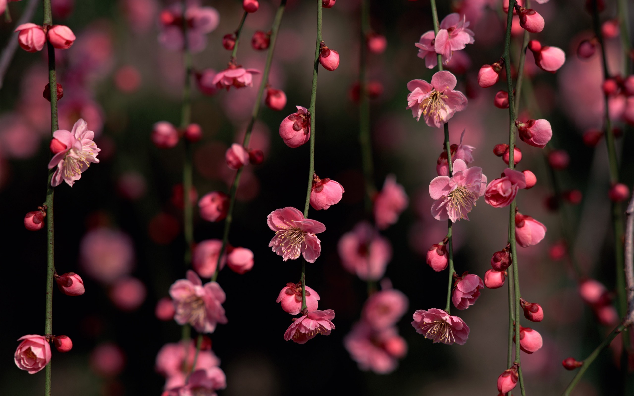 dark minimalist wallpaper cherry blossom